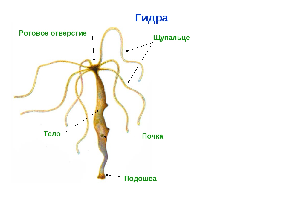 Kra35 at