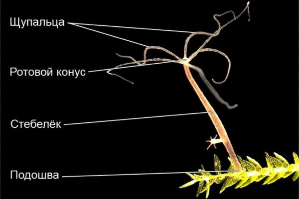 Супернет площадки